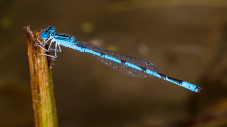 Double-striped Bluet found and photographed by Joshua LIncoln is the first state record for this species in Vermont. 