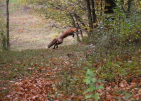 October 2016 iNaturalist Vermont Photo-observation of the Month