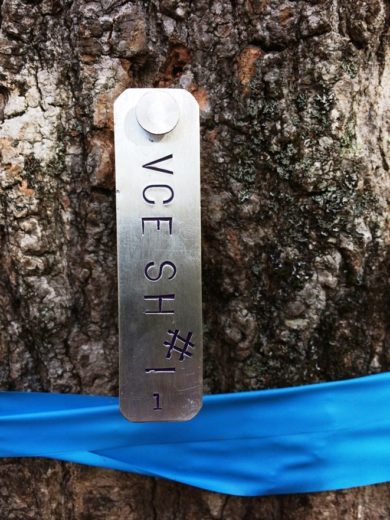 One of Allon's handmade aluminum treetags permanently mark a point count station.