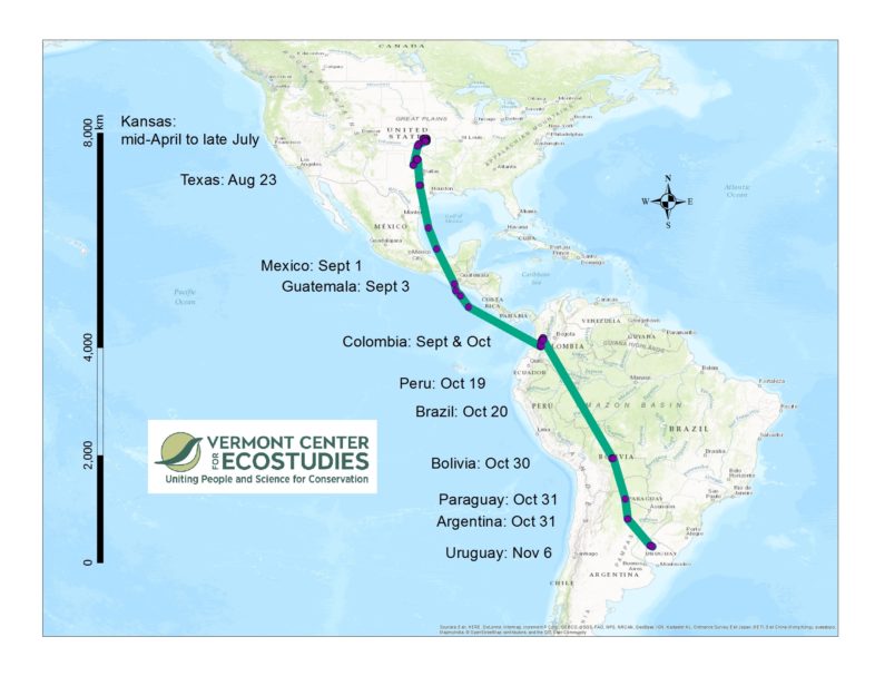 The fall 2016 migration route (>10,000 km, so far) of an Upland Sandpiper that bred in Kansas. This Upland Sandpiper was fitted with a solar-powered satellite tag in April, 2016 at Konza Prairie, Kansas. Since leaving Kansas in July, she has visited nine additional countries on her southward journey. Map created in ArcGIS.