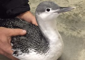 A Red-throated Loon Drops in for Thanksgiving