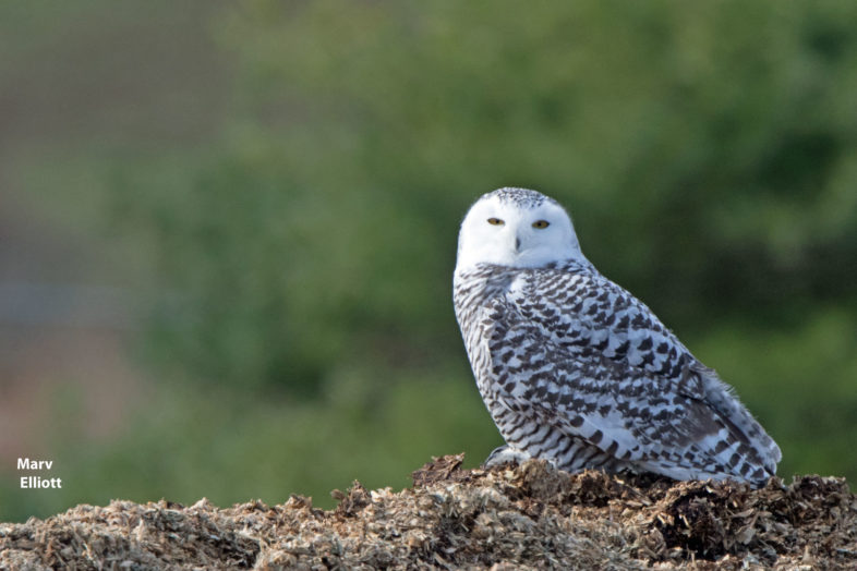 Snowy Owl found in Pawlet, Vermont and photographed by Marv Elliott. 