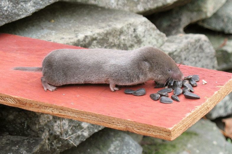 Northern Short-tailed Shrew by Gilles Gonthier, http://flickr.com/photos/46788399@N00/2053145204
