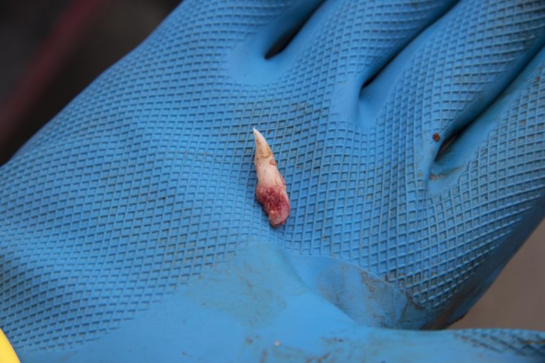 An extracted incisor ready to be sent to the lab to determine the age of the deer. © K.P. McFarland