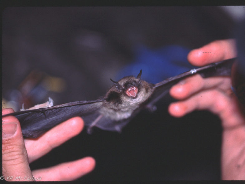 Freshly banded (silver band on left wing) Little Brown Bat ready to be released. © K.P. McFarland