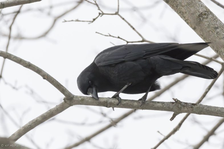 An American Crow bill wiping and calling in alarm as we stand under a large pre-roost site. © K.P. McFarland