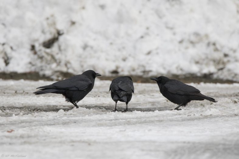 American Crows drinking from a parking lot puddle near an evening pre-roost. © K.P. McFarland