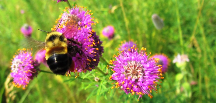 Rusty-patched Bumblebee (Bombus affinis)