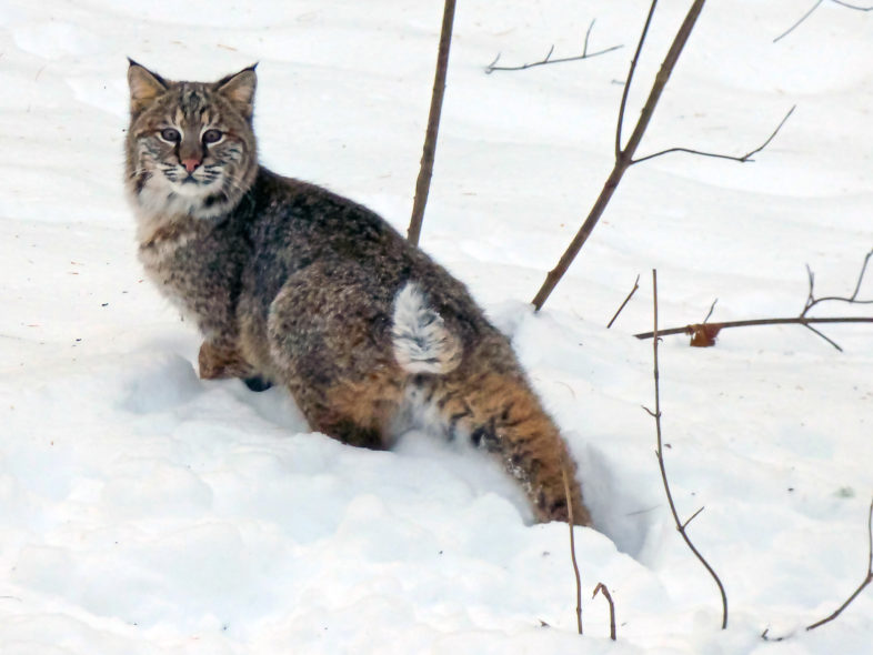 A Bobcat turns to look at the camera as it wades through the snow. 