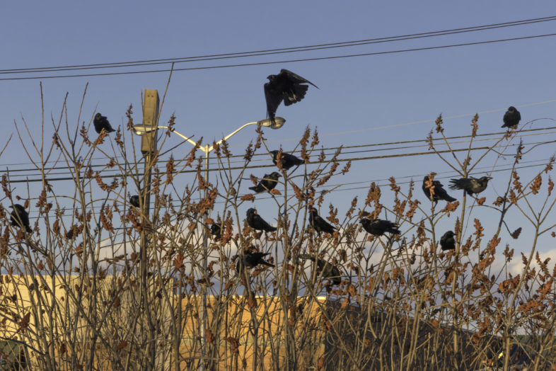 American Crows gathering in a late winter afternoon pre-roost. Some were feeding on the seeds of Staghorn Sumac. © K.P. McFarland