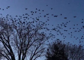Outdoor Radio: Crows Come Home to Roost