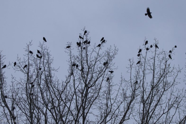 American Crows gathering near a winter roost site. © K.P. McFarland