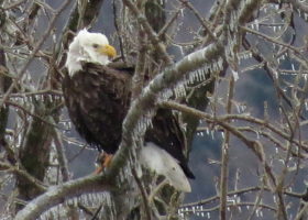 January 2017 iNaturalist Vermont Photo-observation of the Month