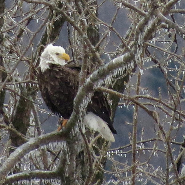 Bald Eagle after an ice storm by Charlotte Bill.
