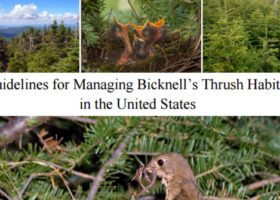 New Publication Available: Guidelines for Managing Bicknell’s Thrush Habitat in the United States