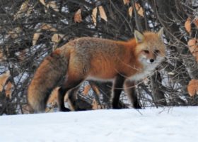 February 2017 iNaturalist Vermont Photo-Observation of the Month