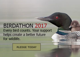 VCE Birdathon 2017: Every Bird Counts