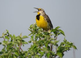 Grassland Birds Bring Home the Data