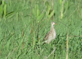 GPS Tags Reveal a Hidden Side to a Grassland Bird