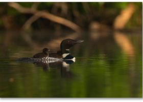 The First Loon Chicks of the Year