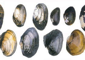 Freshwater Mussel Survey Needs Your Help