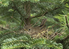 New Study Reveals Population Estimate and Abundance Map for Rare Bicknell’s Thrush in the U.S.