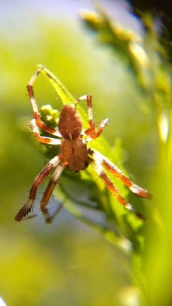 A small orbweaver spider (Araneus spp.), taken with an $18 clip-on macro lens attached to Jason Hill's smartphone.