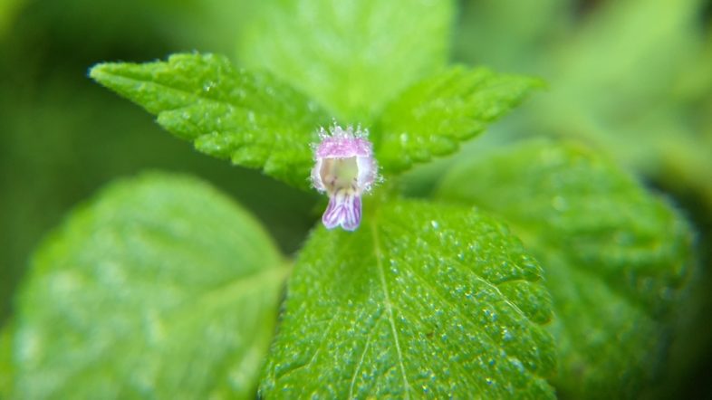 Bifid Hemp Nettle (<i>Galeopsis bifida</i>) photo taken with a smartphone and an $18 clip-on macro lens, by Jason Hill.