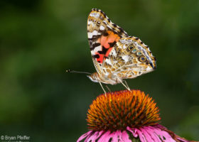 Help Us Record Painted Lady Butterflies on the Move