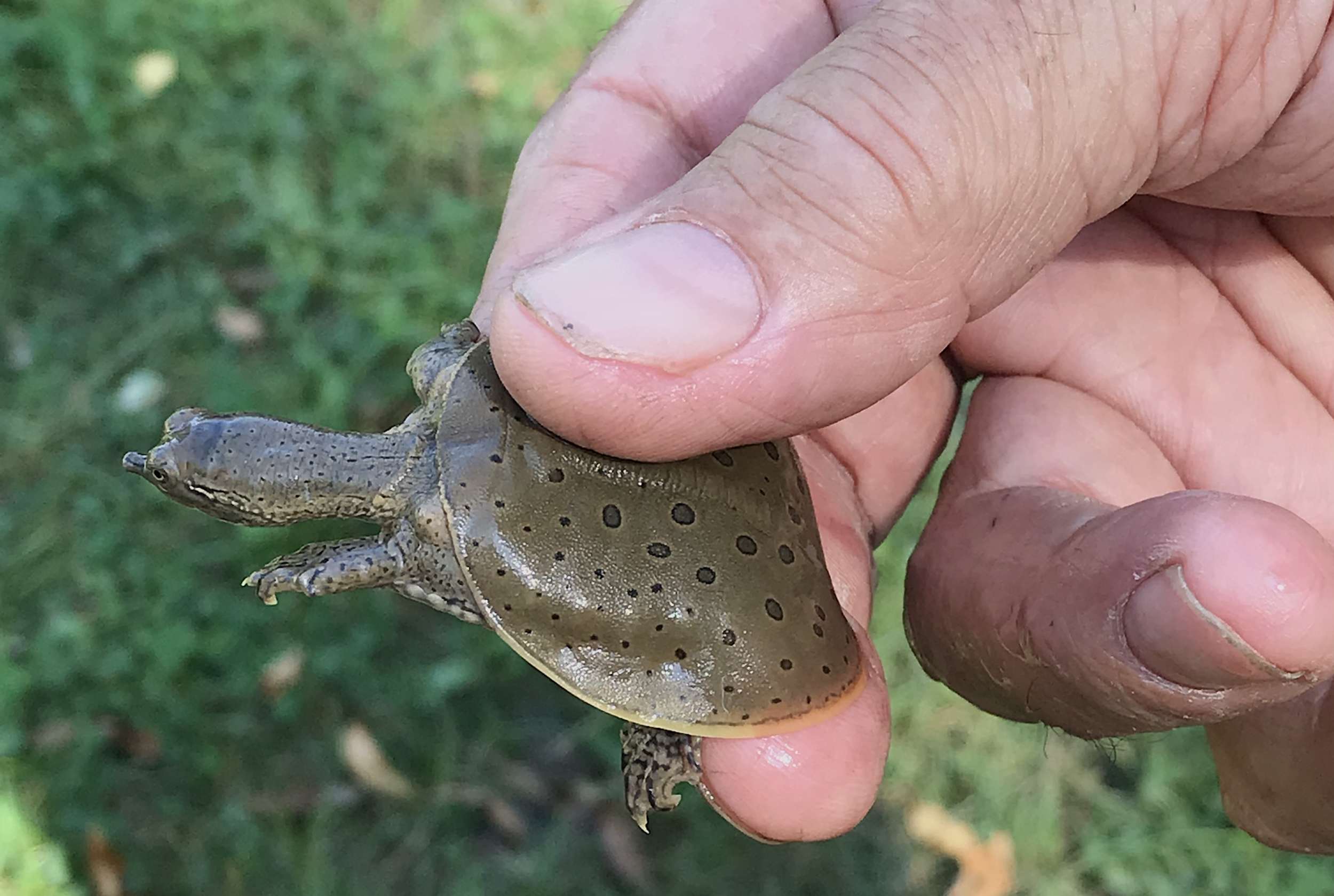 A big day for tiny turtles in Lake Champlain