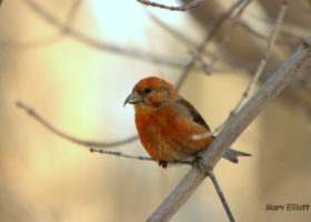 The Red Crossbill Enigma