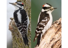 Why are Hairy Woodpeckers and Downy Woodpeckers so hard to tell apart?