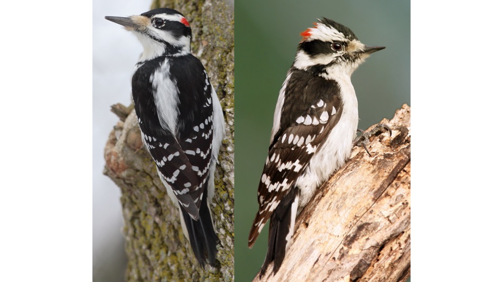 downy vs hairy woodpecker