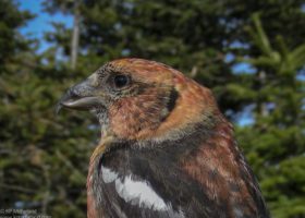 Outdoor Radio: The Unique Crossbill Beak