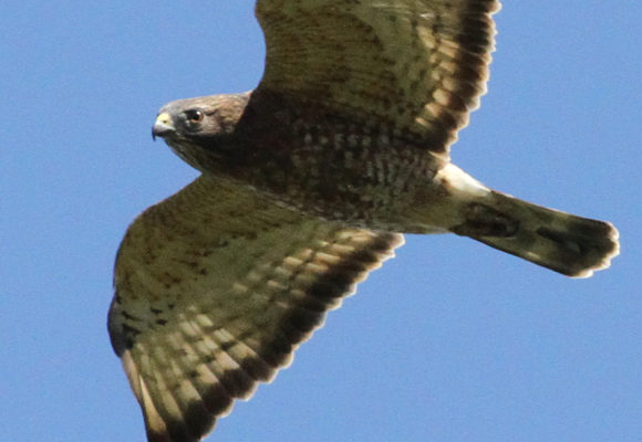 6078, , broad-winged-hawk, Broad-winged Hawk migrating. , , image/jpeg, https://vtecostudies.org/wp-content/uploads/2017/12/broad-winged-hawk.jpg, 864, 1121, Array, Array 