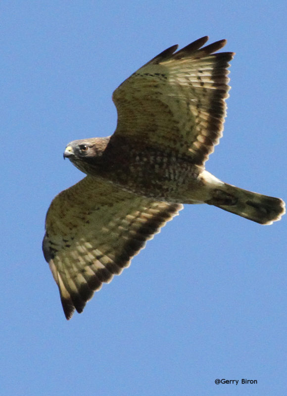 6078, , broad-winged-hawk, Broad-winged Hawk migrating. , , image/jpeg, https://vtecostudies.org/wp-content/uploads/2017/12/broad-winged-hawk.jpg, 864, 1121, Array, Array © Gerry Biron