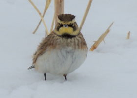 January 2018 iNaturalist Vermont Photo-Observation of the Month