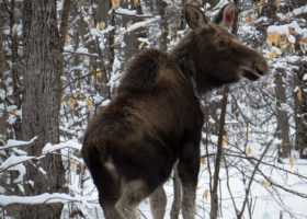 Outdoor Radio: Tracking Moose Health