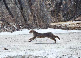February 2018 iNaturalist Vermont Photo-Observation of the Month