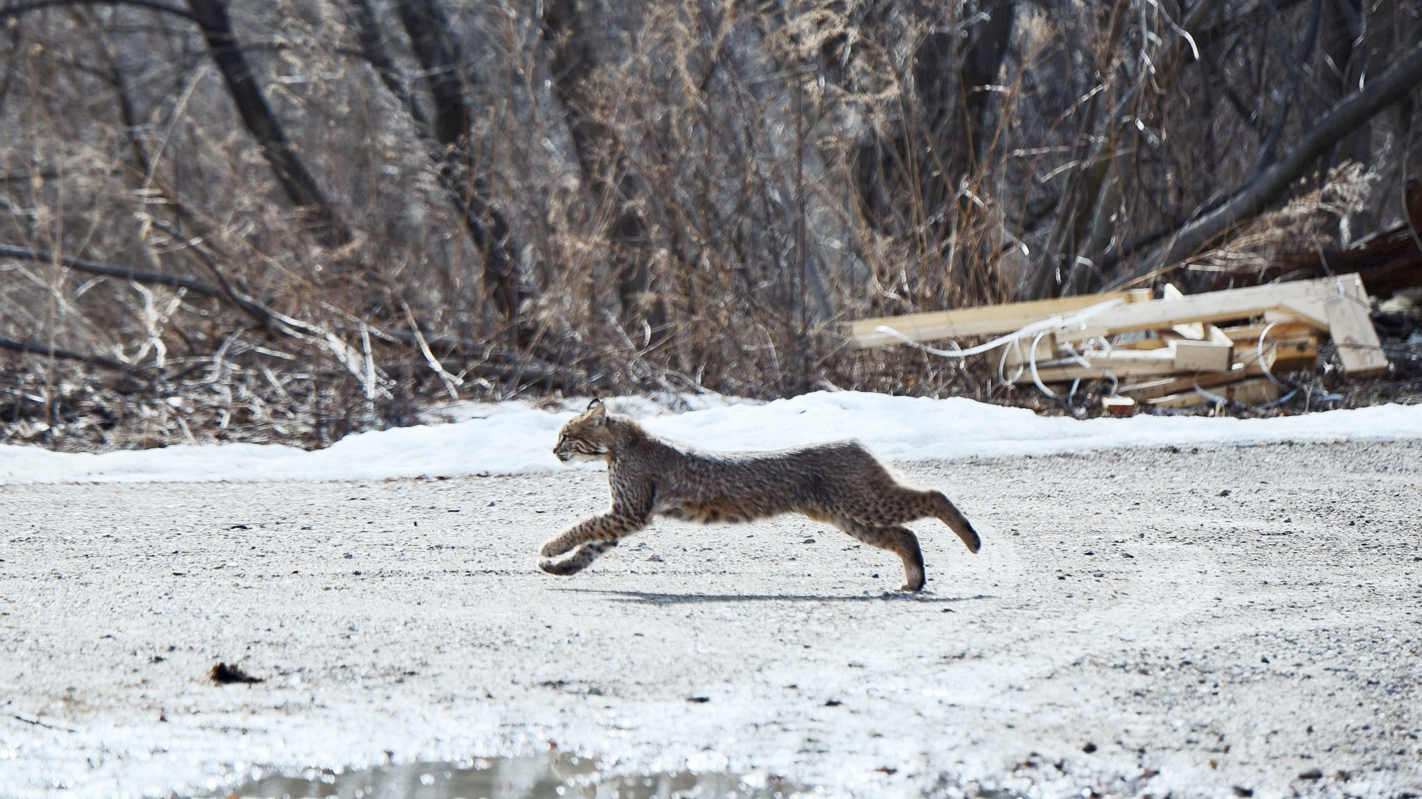 February 2018 Inaturalist Vermont Photo Observation Of The Month