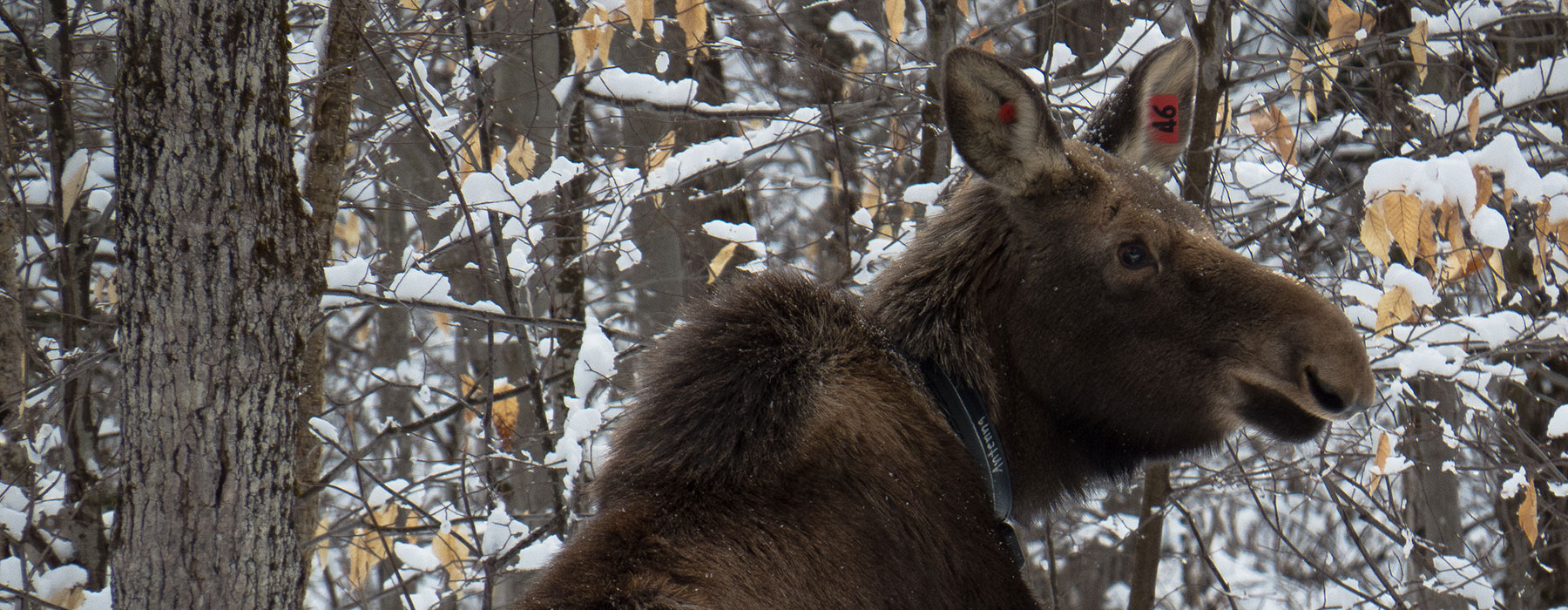 Vermont Center for Ecostudies | Uniting People & Science for Conservation