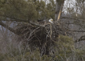 Outdoor Radio: Nesting Bald Eagles a Conservation Success Story