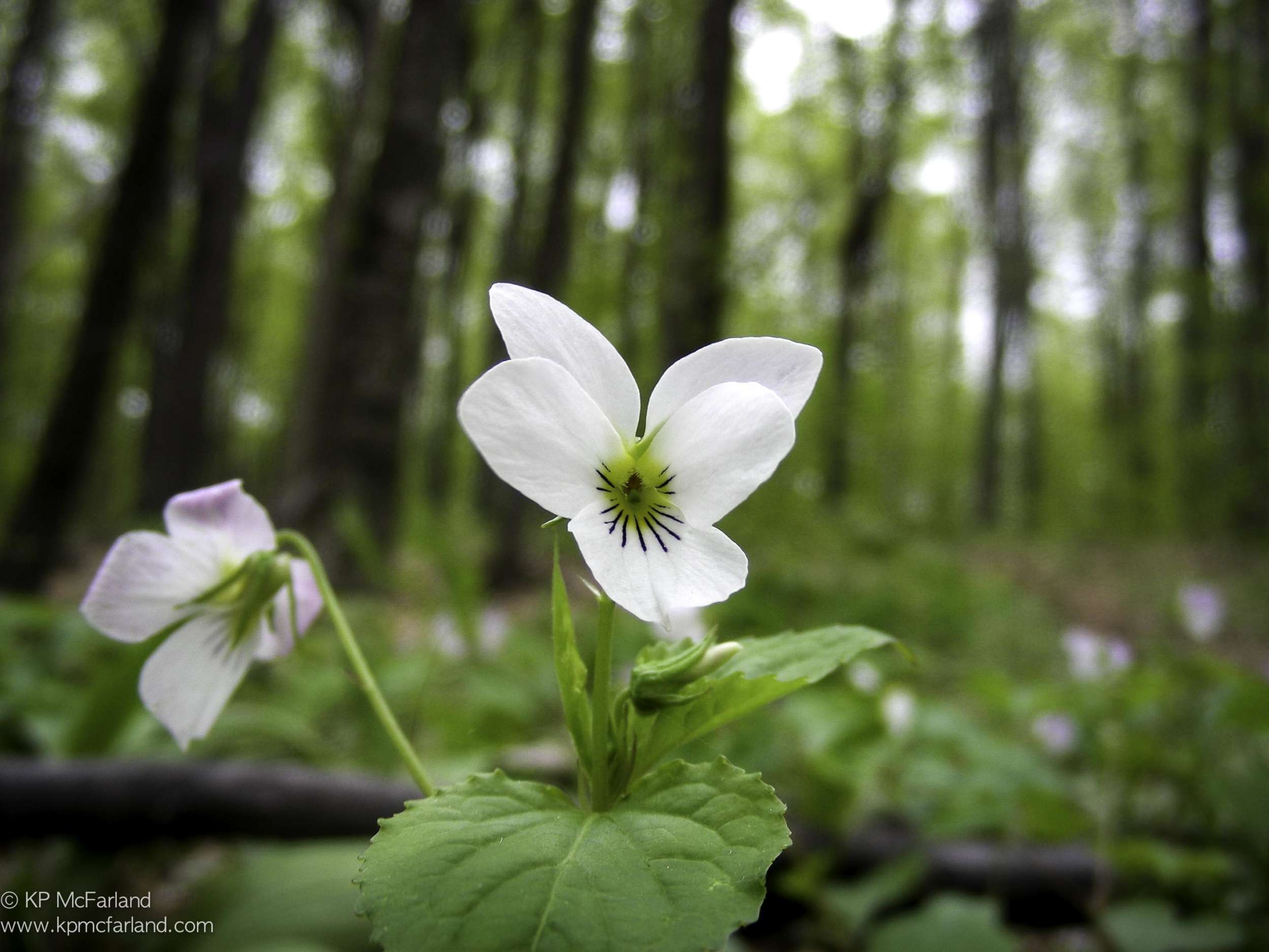 20 Easy-to-Grow Wildflowers — your guide to success! - Florida Wildflower  Foundation