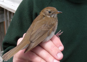 Forest Thrush Mix Up