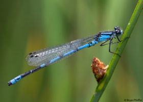 The Distinguished Dozen: Vermont Most Wanted Dragonflies