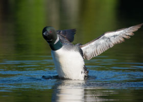 Give 'Em Space: Observe Nesting Loons from a Distance