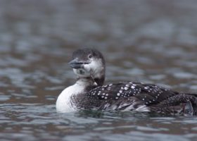 Lead Fishing Tackle Detrimental to NH Loon Population