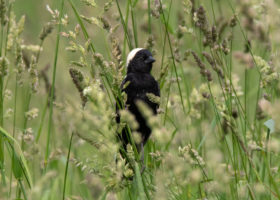 Outdoor Radio: Grassland Ambassadors Help Globetrotting Bobolinks Successfully Nest