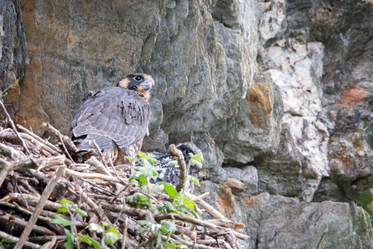 2018 Peregrine Falcon Nesting Season Complete Vermont Center for