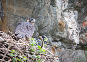 2018 Peregrine Falcon Nesting Season Complete